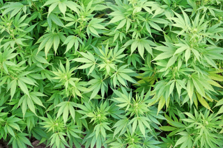 Cannabis Plant Wallpaper for Samsung Galaxy S5