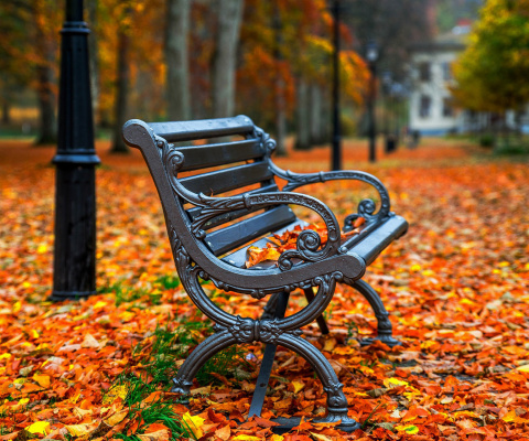 Autumn Park wallpaper 480x400