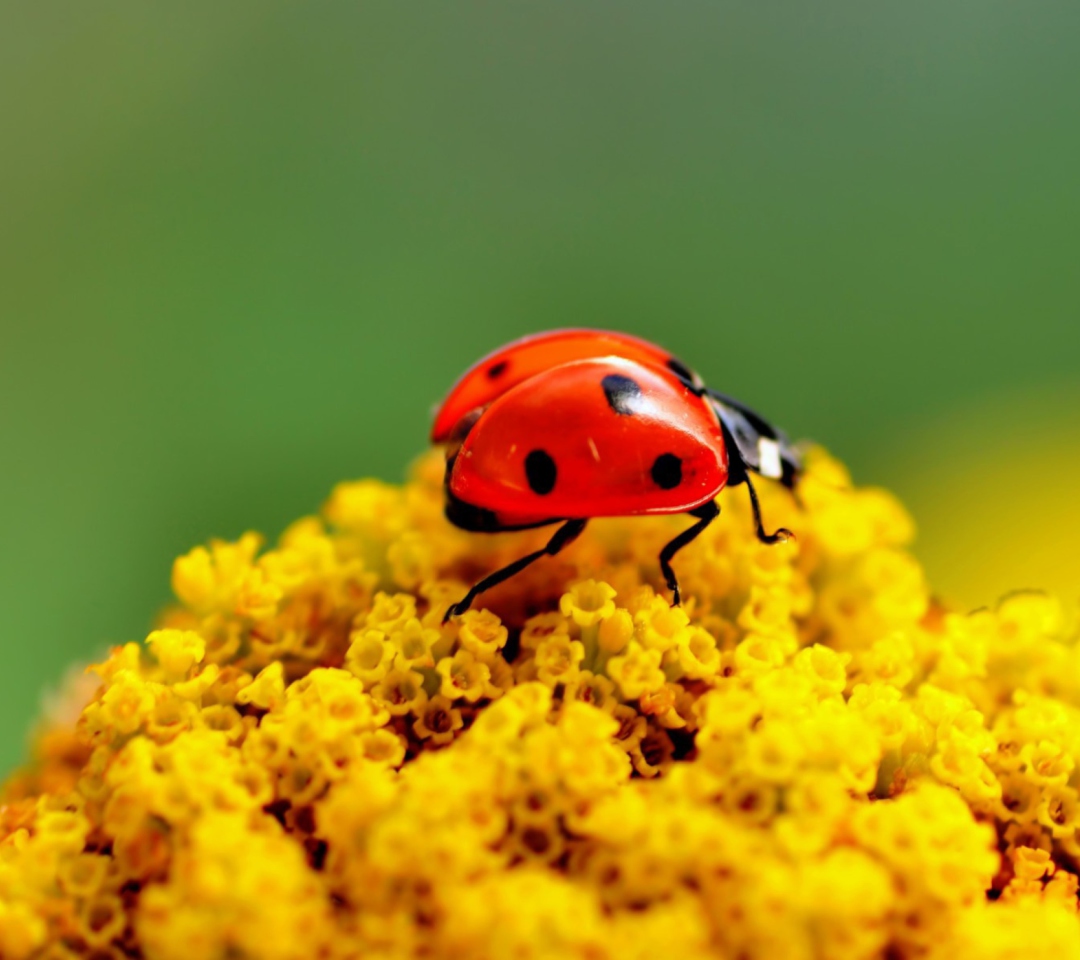 Обои Ladybug On Yellow Flower 1080x960