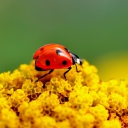 Sfondi Ladybug On Yellow Flower 128x128