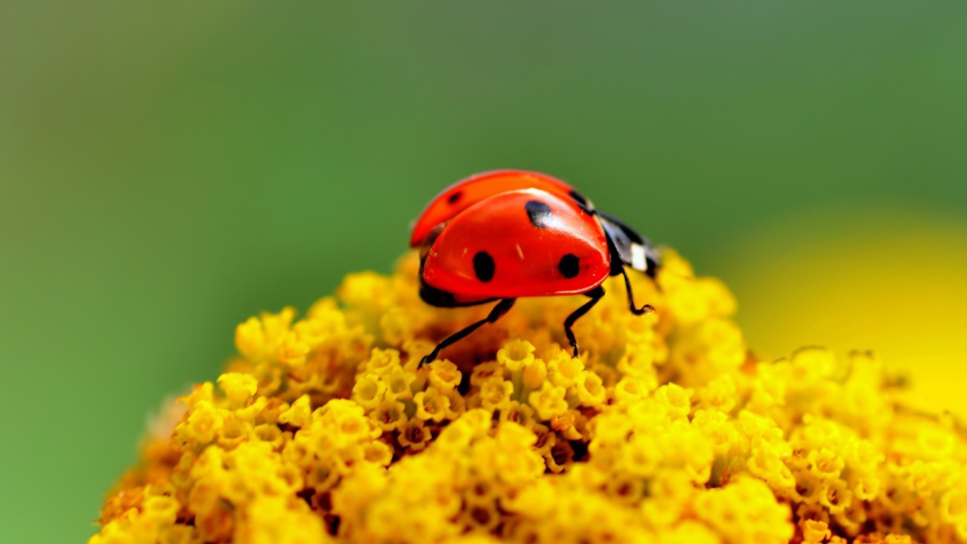 Обои Ladybug On Yellow Flower 1366x768