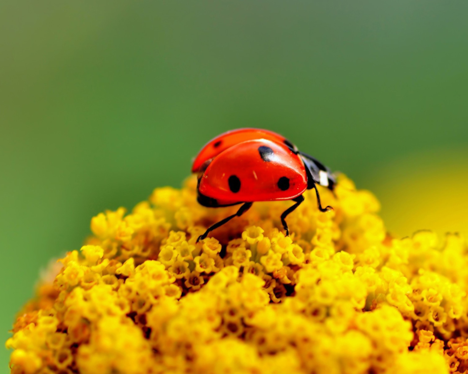 Обои Ladybug On Yellow Flower 1600x1280