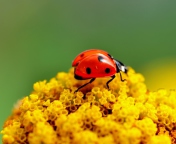 Ladybug On Yellow Flower wallpaper 176x144