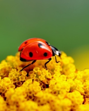 Das Ladybug On Yellow Flower Wallpaper 176x220