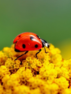 Обои Ladybug On Yellow Flower 240x320