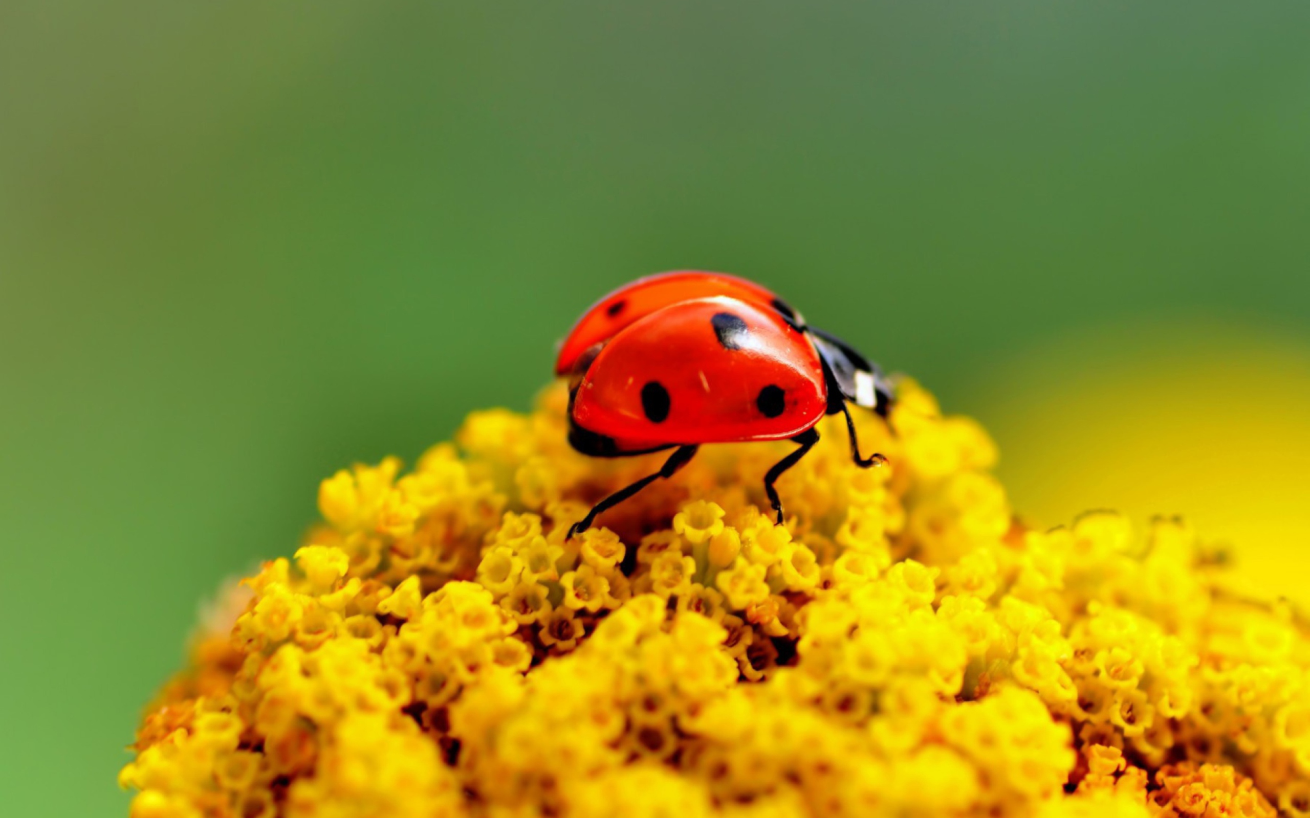 Sfondi Ladybug On Yellow Flower 2560x1600