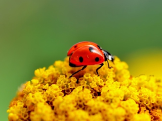Das Ladybug On Yellow Flower Wallpaper 320x240