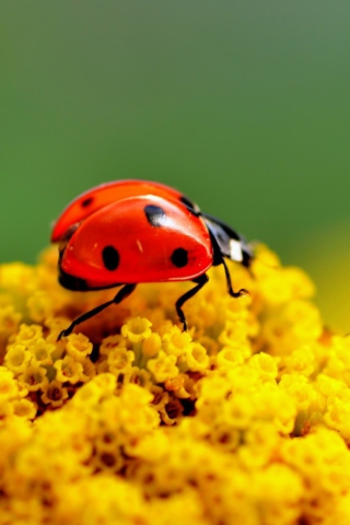 Ladybug On Yellow Flower wallpaper 320x480