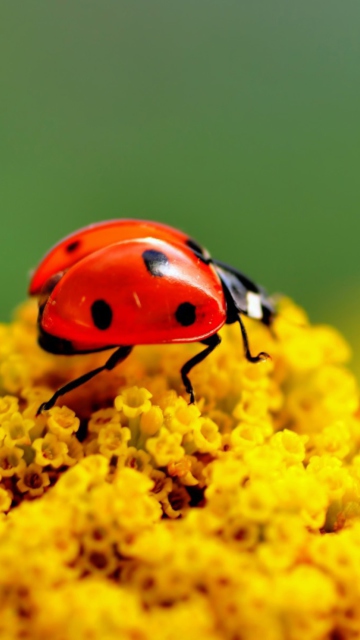 Das Ladybug On Yellow Flower Wallpaper 360x640