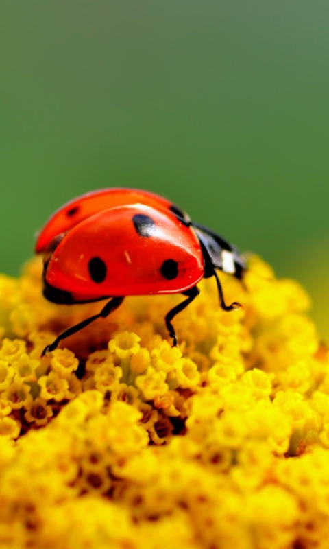 Das Ladybug On Yellow Flower Wallpaper 480x800