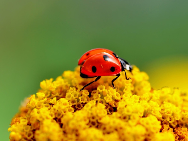 Das Ladybug On Yellow Flower Wallpaper 640x480