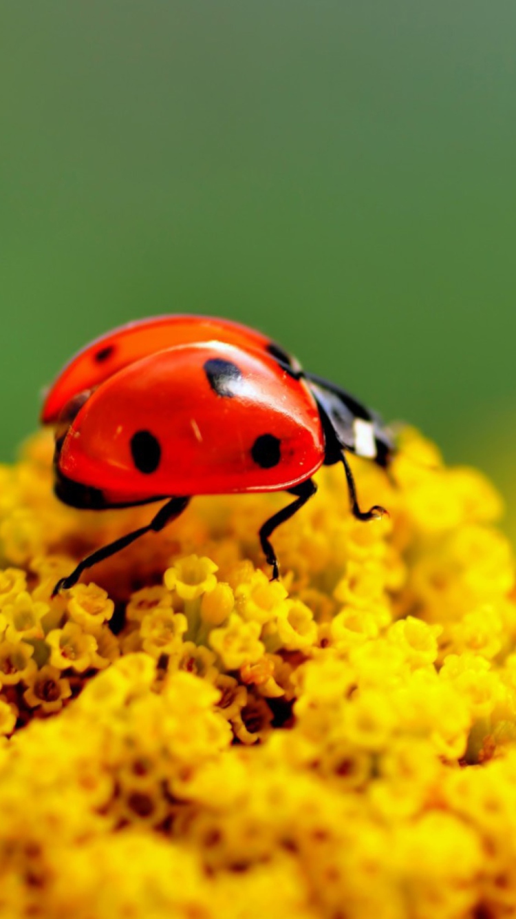Ladybug On Yellow Flower wallpaper 750x1334