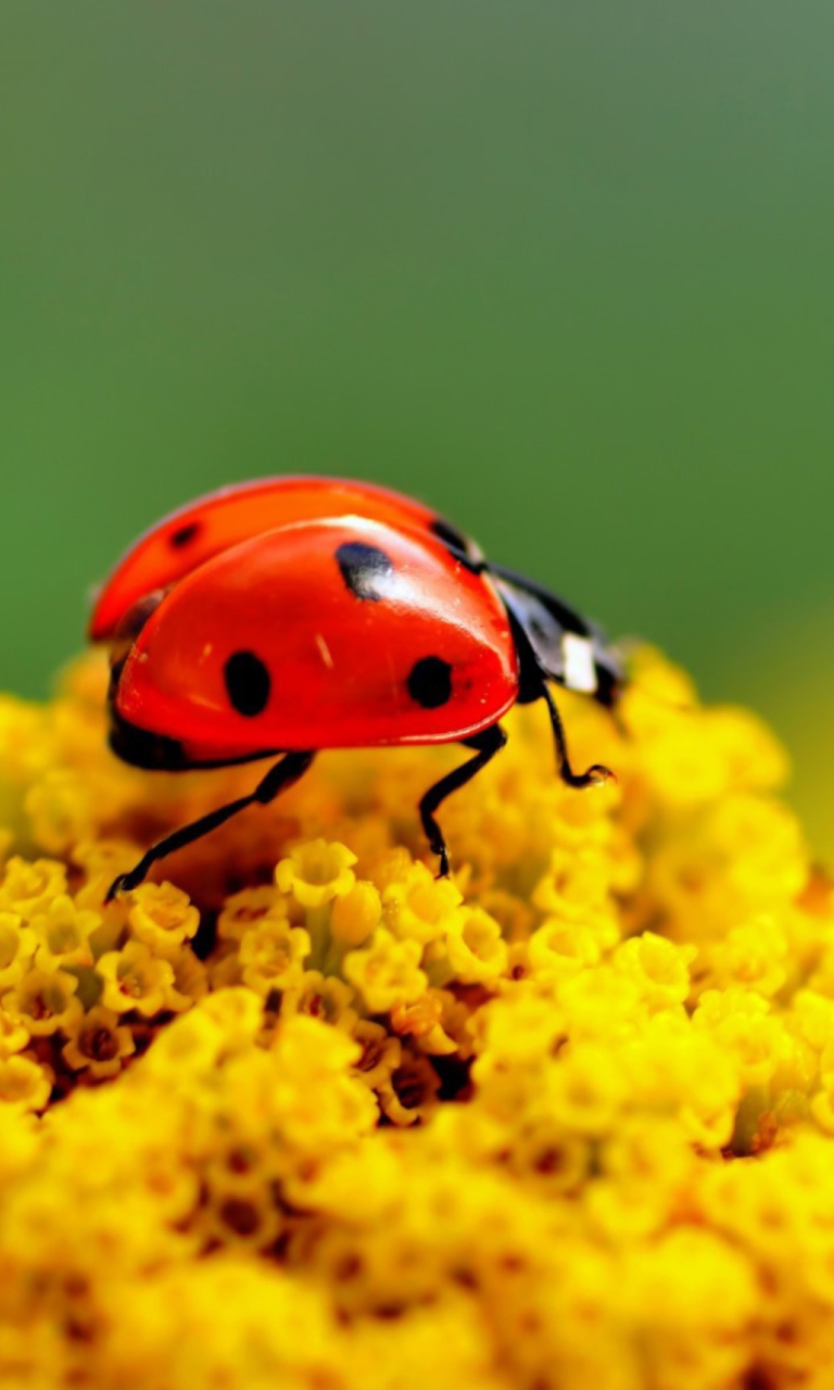 Sfondi Ladybug On Yellow Flower 768x1280