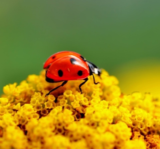 Ladybug On Yellow Flower - Obrázkek zdarma pro 128x128