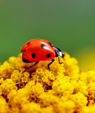 Ladybug On Yellow Flower - Fondos de pantalla gratis para 480x640