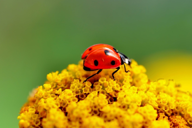 Das Ladybug On Yellow Flower Wallpaper