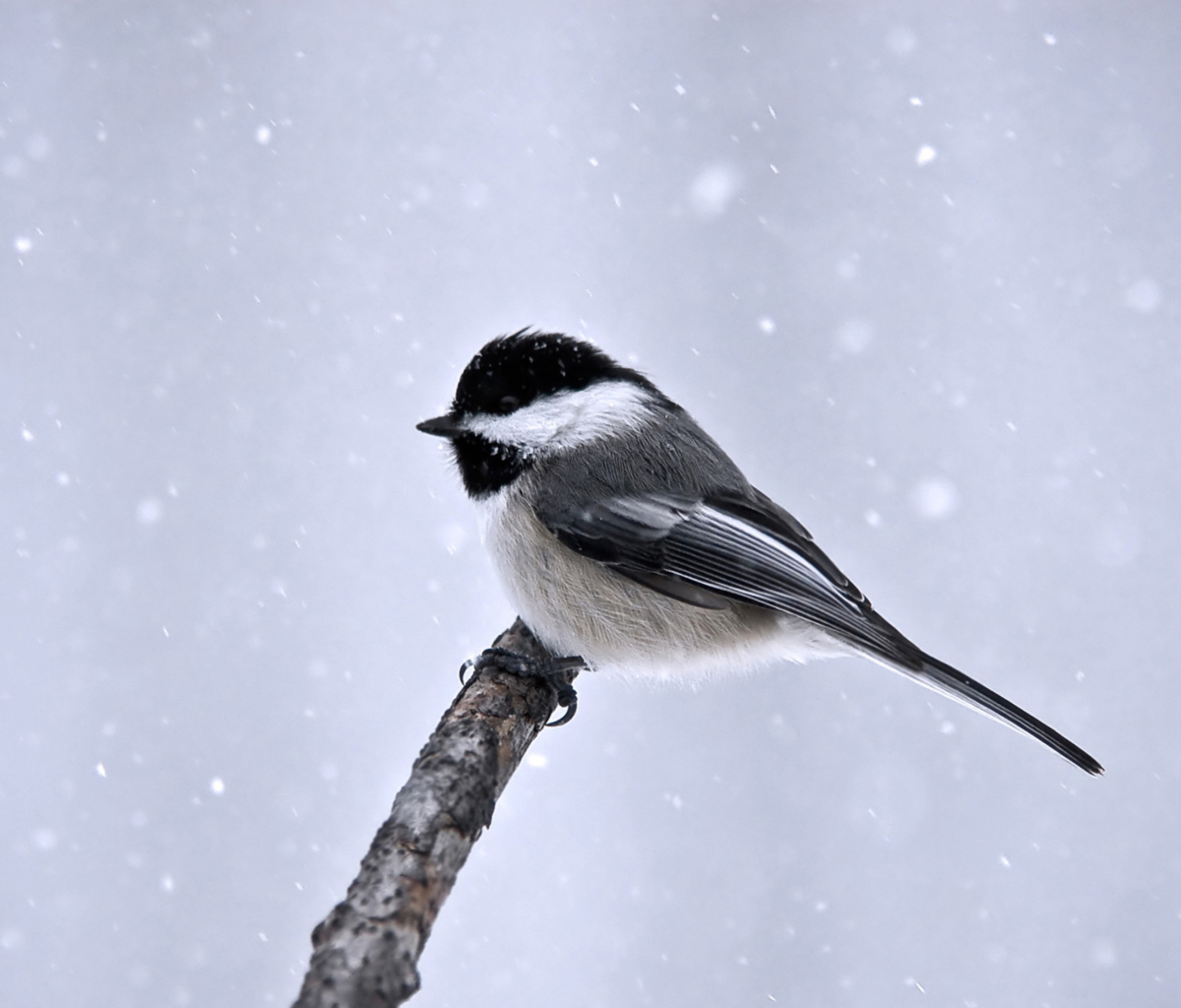 Titmouse Bird wallpaper 1200x1024