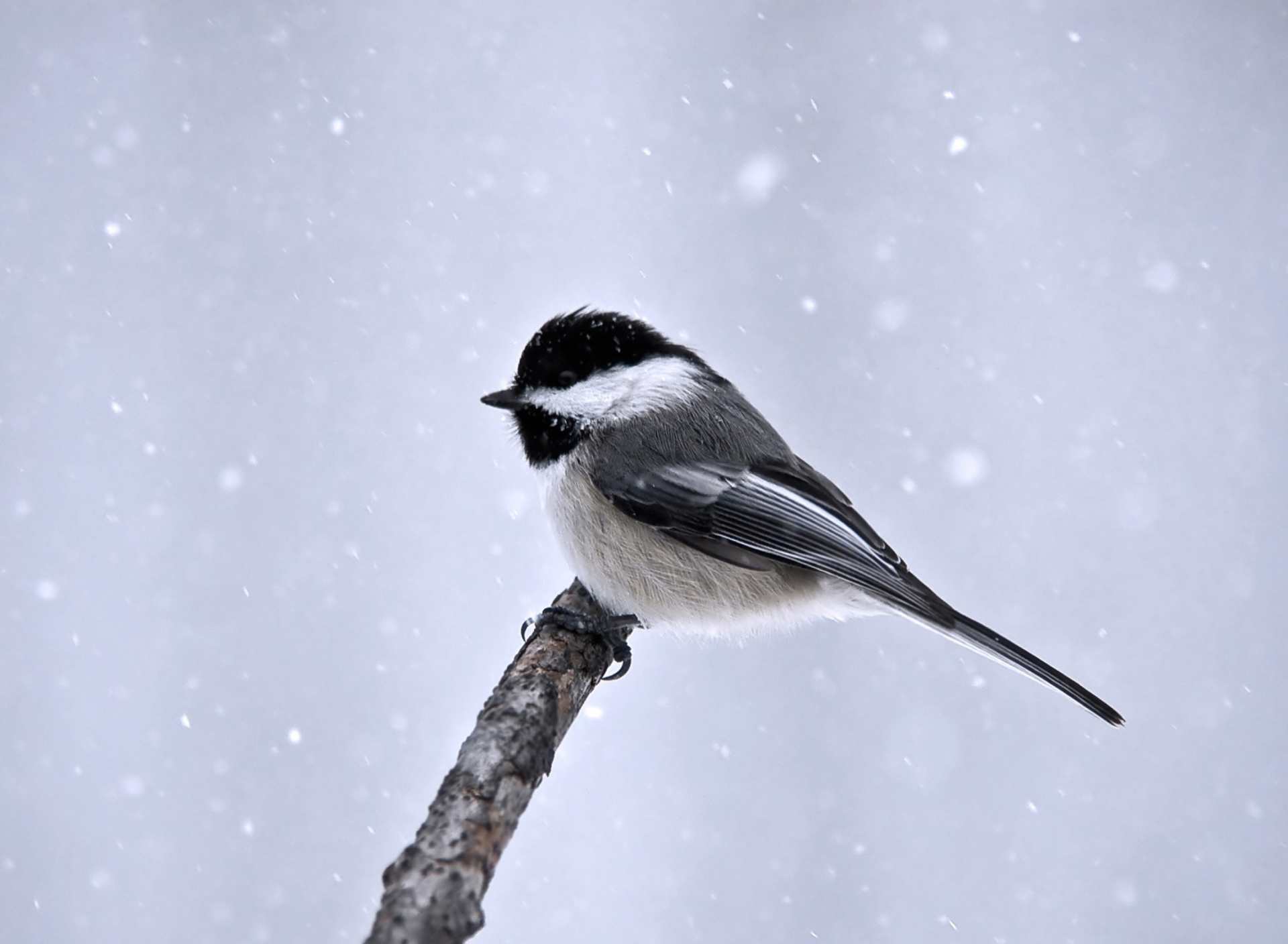 Sfondi Titmouse Bird 1920x1408