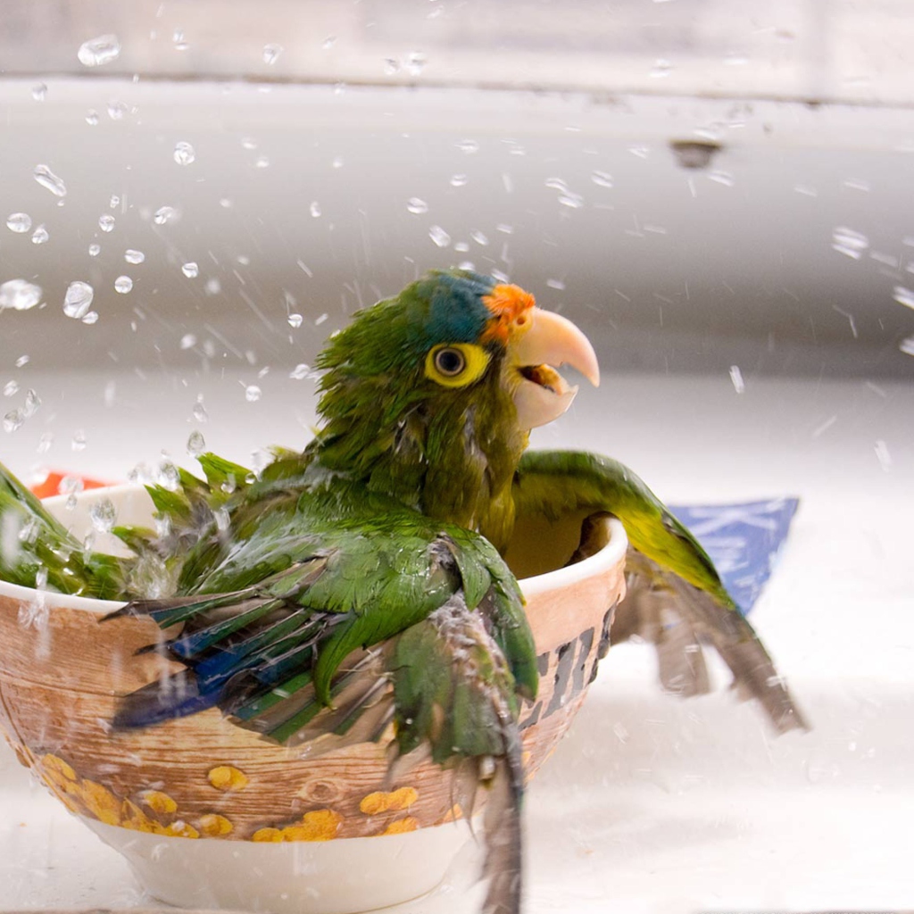 Fondo de pantalla Happy Parrot Having A Bath 1024x1024