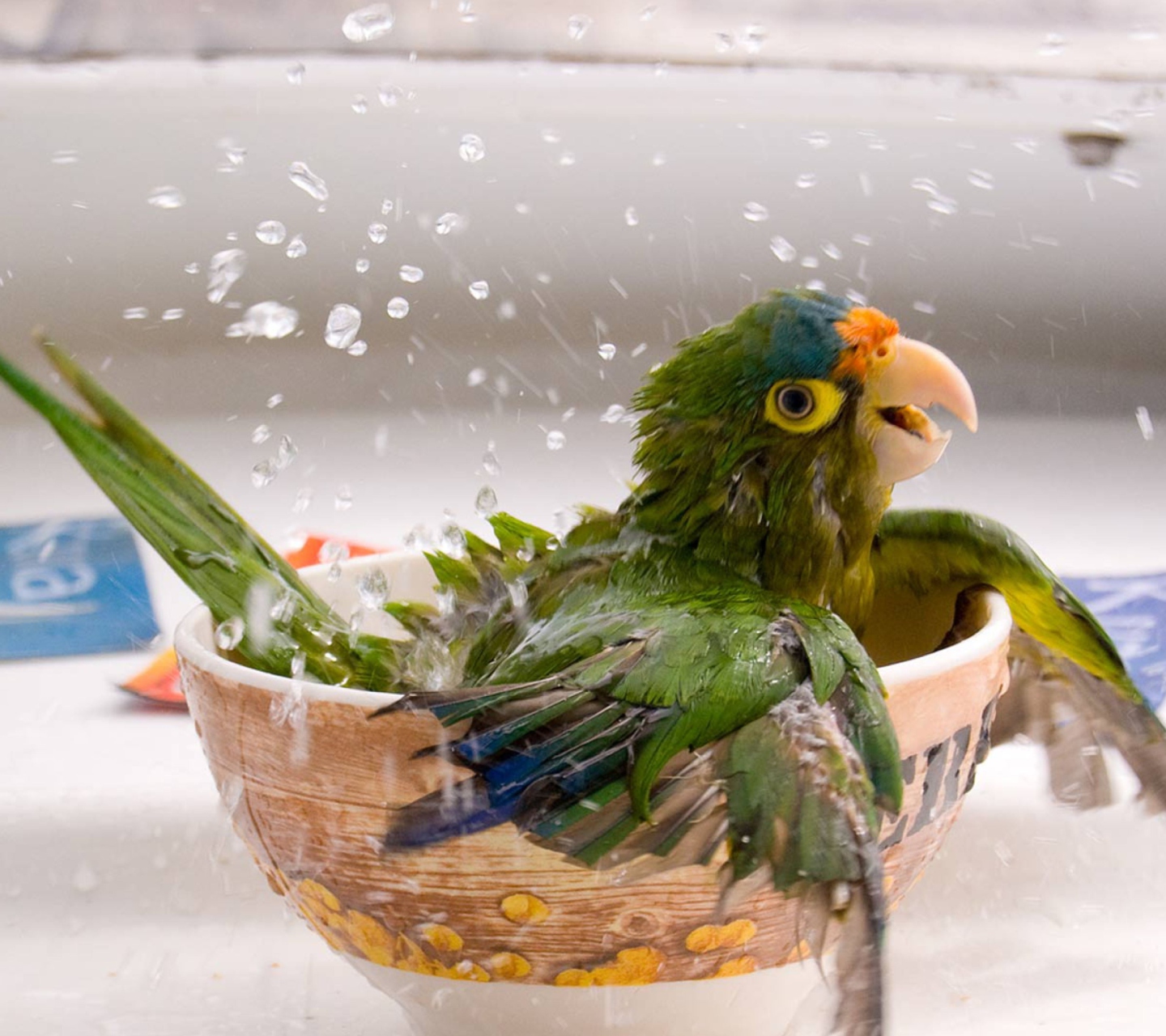 Happy Parrot Having A Bath wallpaper 1440x1280