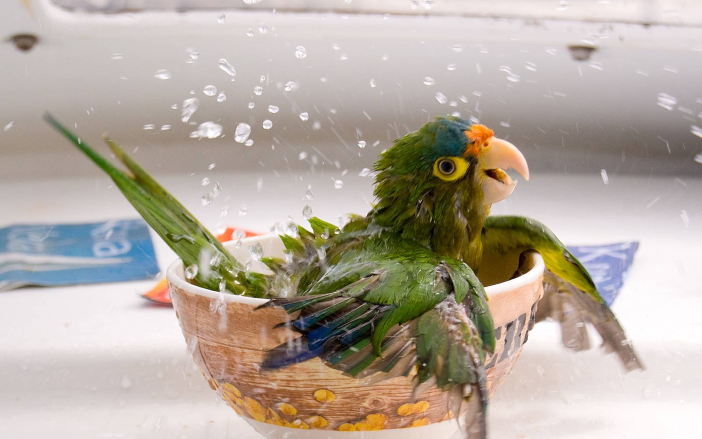 Sfondi Happy Parrot Having A Bath 1440x900