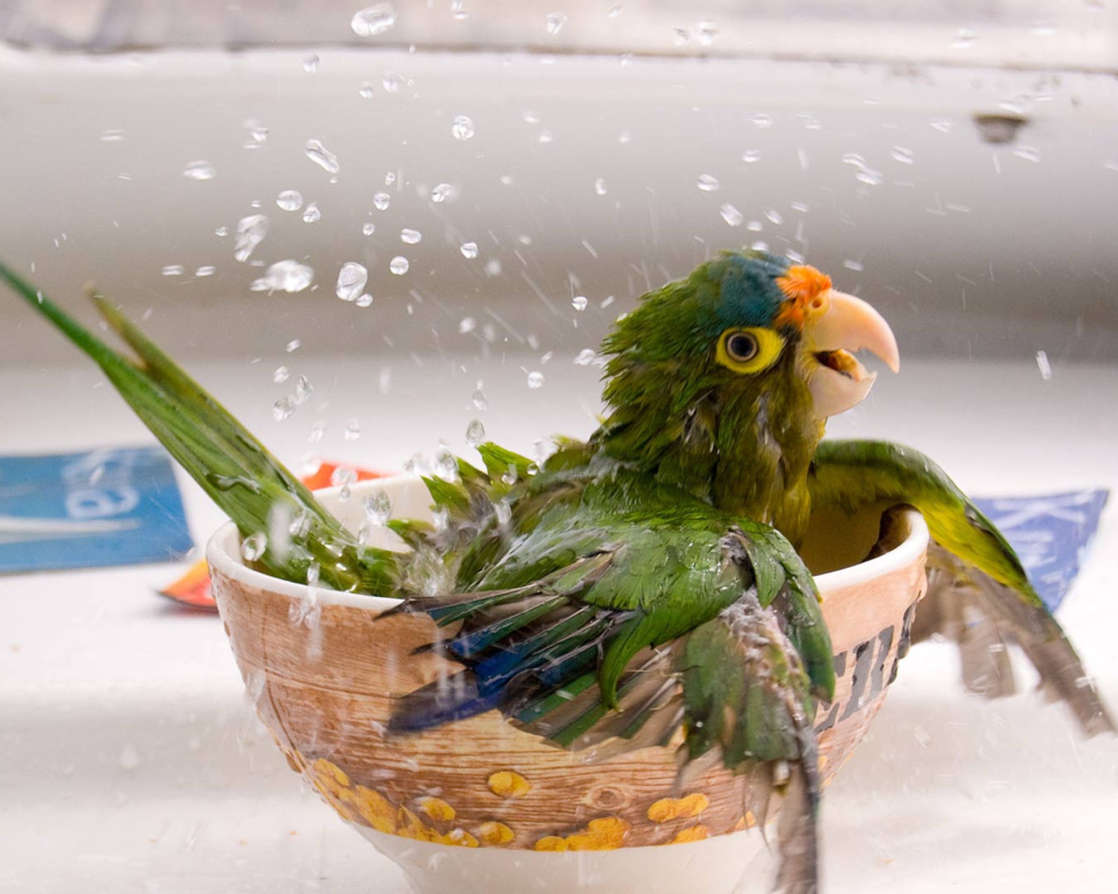 Screenshot №1 pro téma Happy Parrot Having A Bath 1600x1280