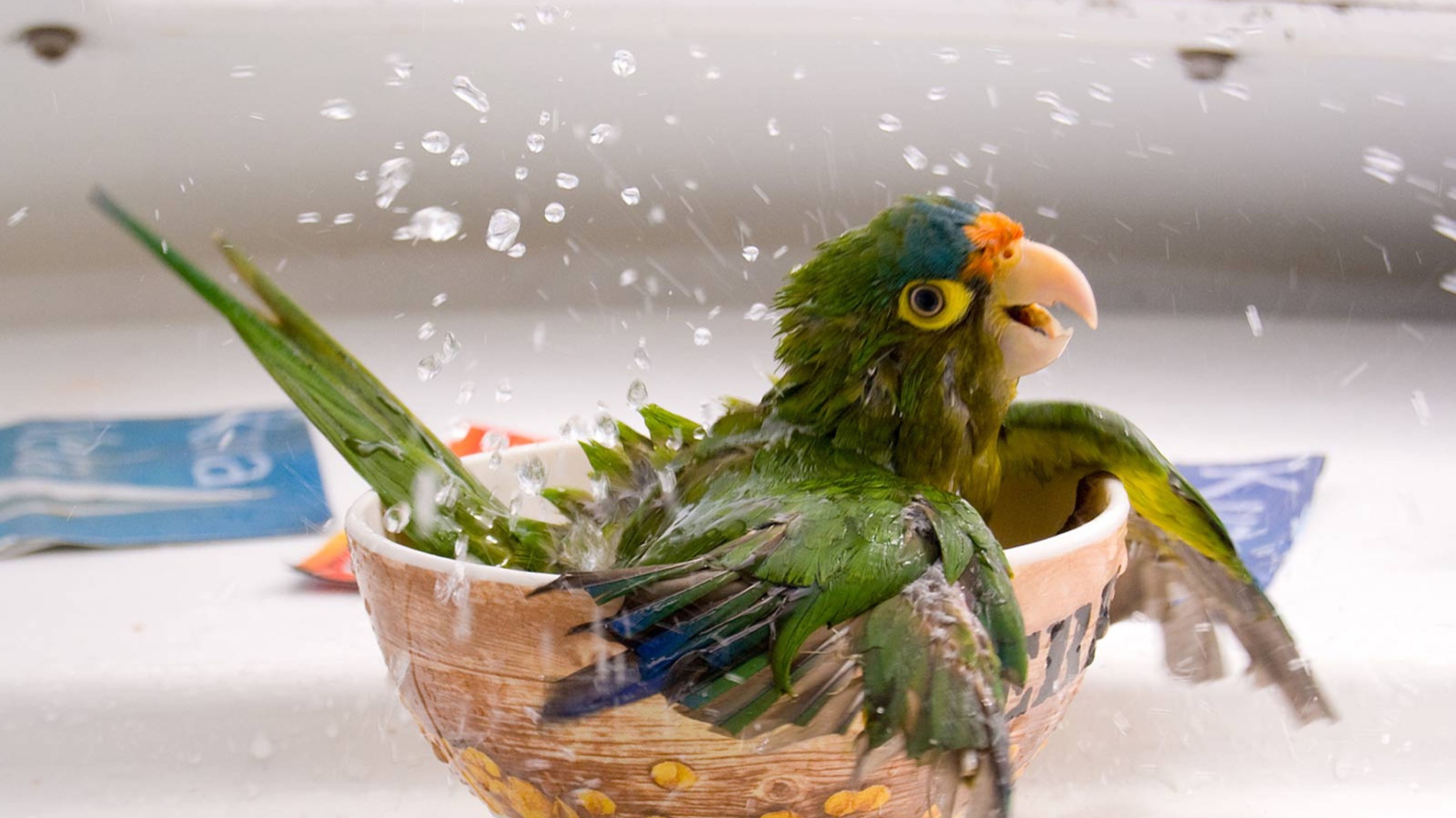 Fondo de pantalla Happy Parrot Having A Bath 1600x900