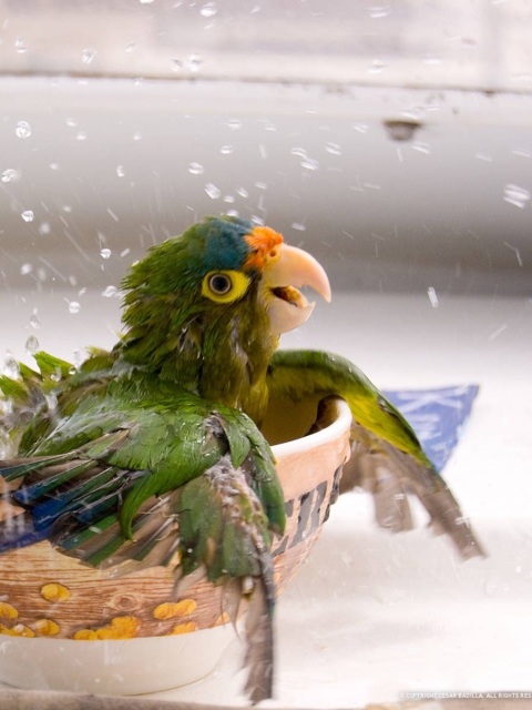 Happy Parrot Having A Bath wallpaper 480x640