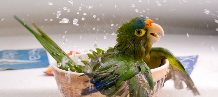 Screenshot №1 pro téma Happy Parrot Having A Bath 720x320