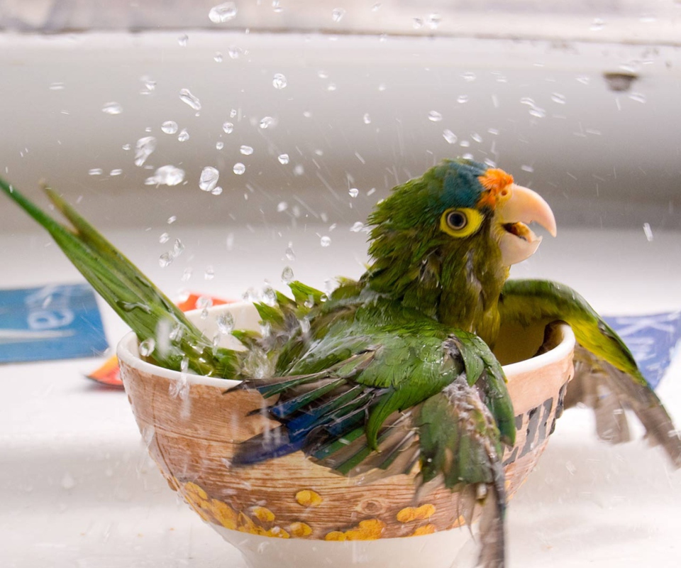 Happy Parrot Having A Bath wallpaper 960x800