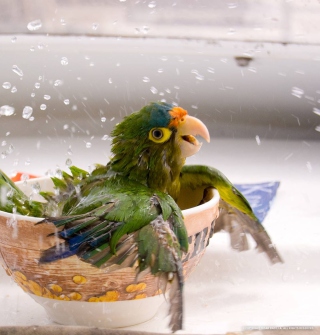 Free Happy Parrot Having A Bath Picture for 128x128