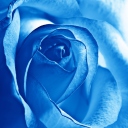 Fondo de pantalla Blue Rose 128x128