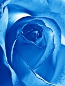 Das Blue Rose Wallpaper 132x176