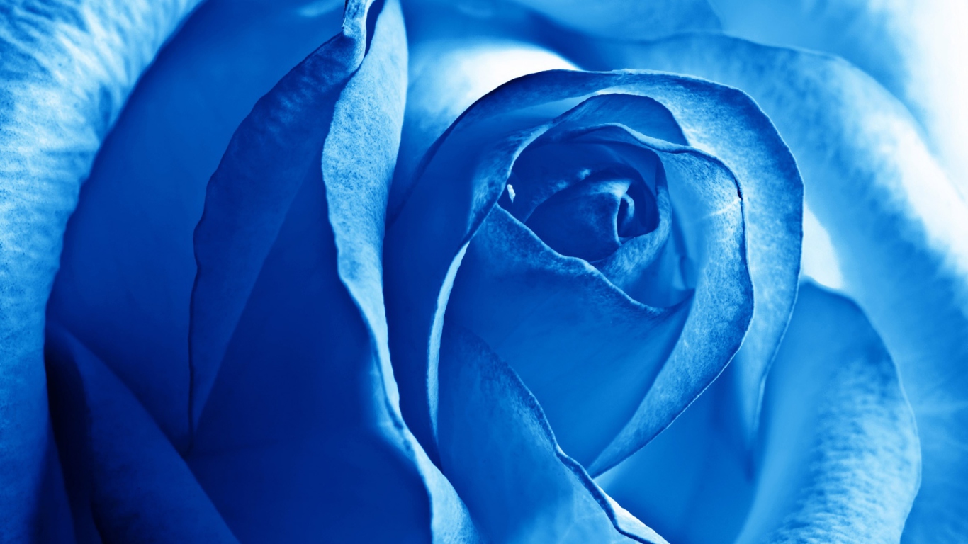 Fondo de pantalla Blue Rose 1366x768