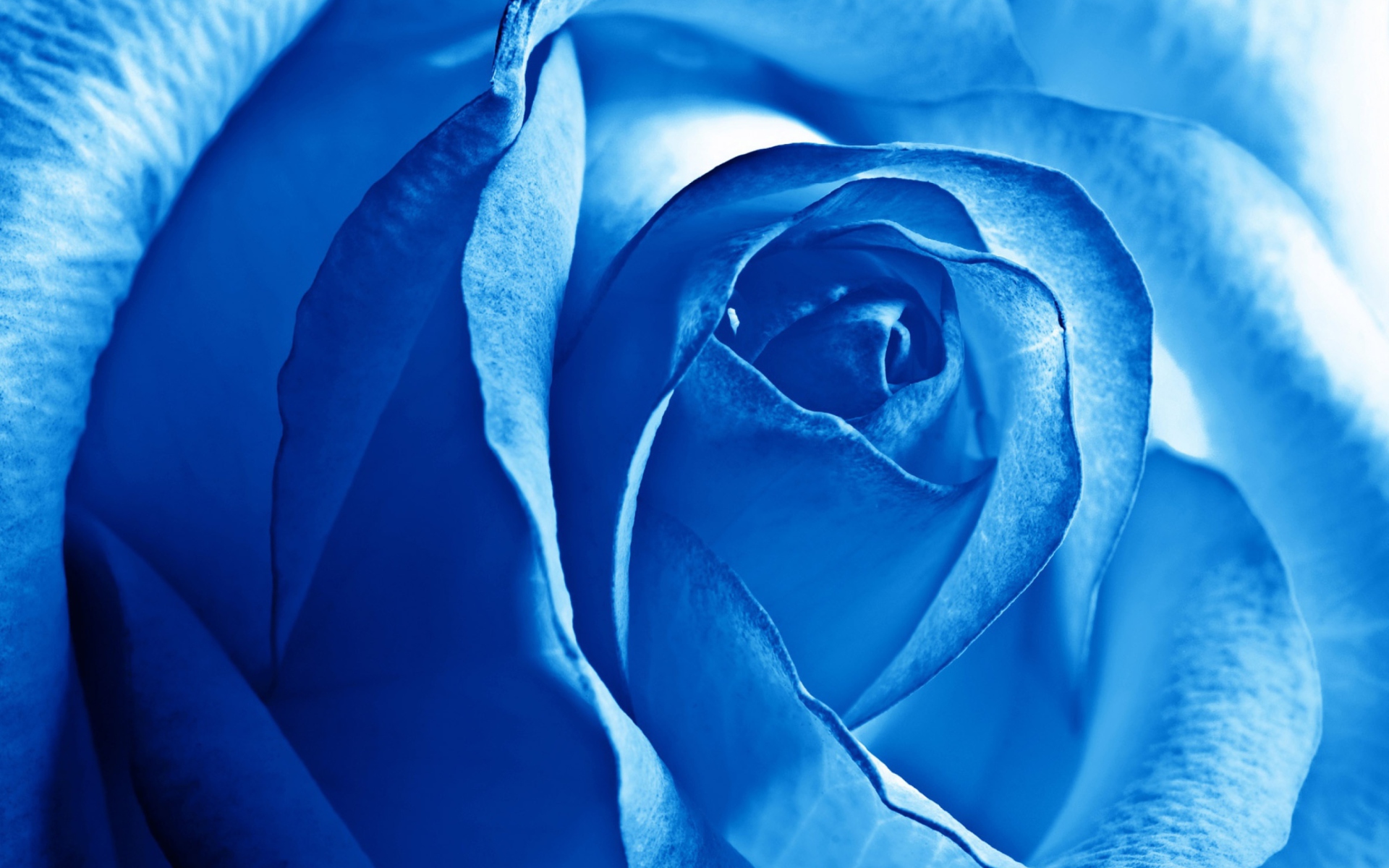 Blue Rose wallpaper 1920x1200