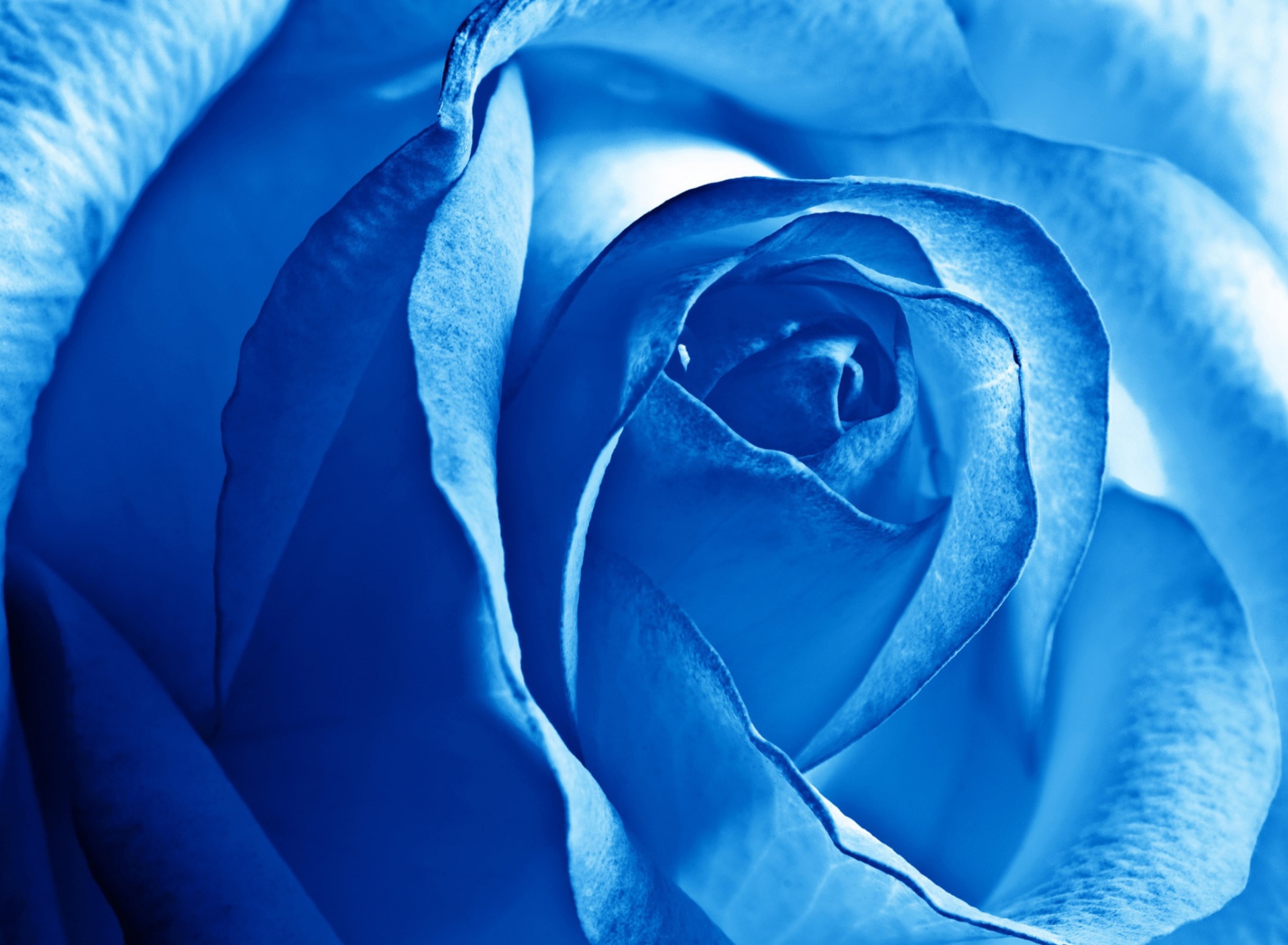 Das Blue Rose Wallpaper 1920x1408