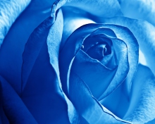 Das Blue Rose Wallpaper 220x176