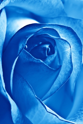 Sfondi Blue Rose 320x480