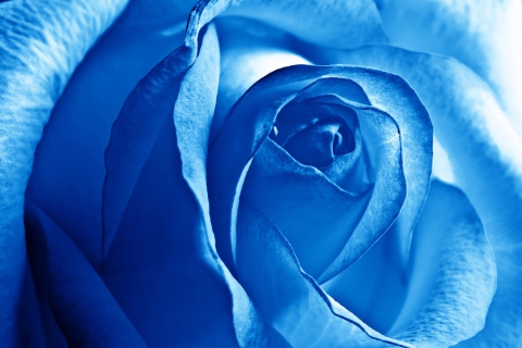 Sfondi Blue Rose 480x320