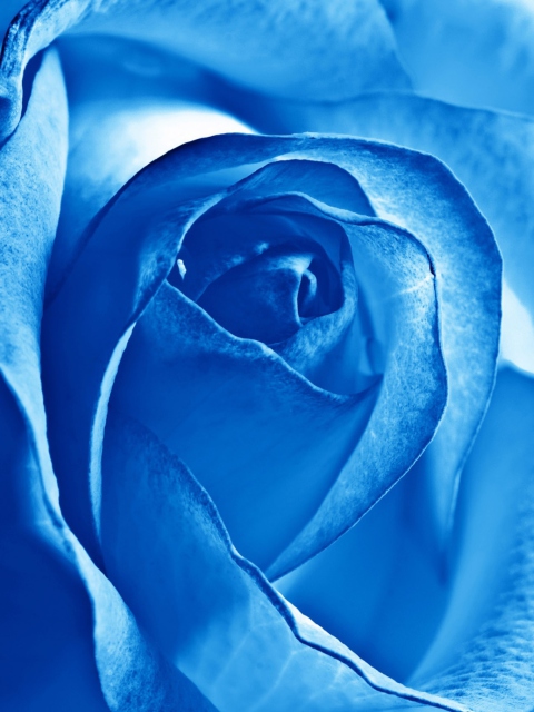 Das Blue Rose Wallpaper 480x640