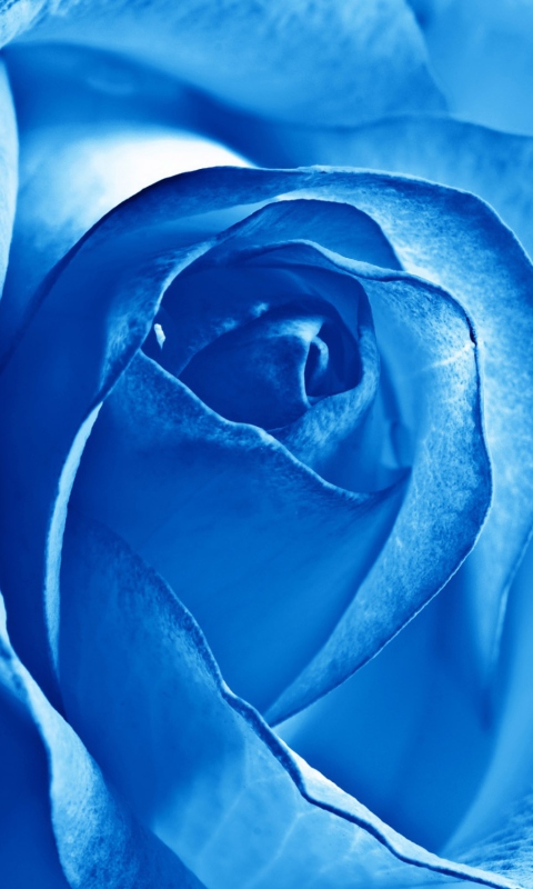 Blue Rose wallpaper 480x800