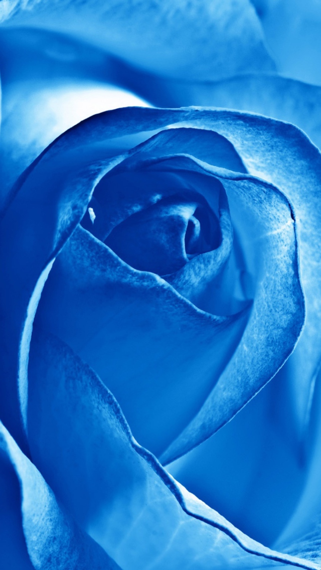 Blue Rose wallpaper 640x1136