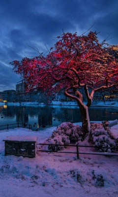 Norwegian city in January screenshot #1 240x400