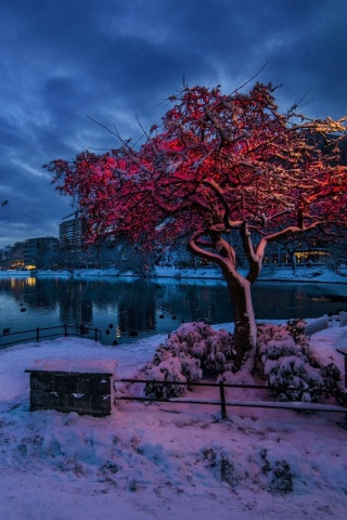 Sfondi Norwegian city in January 320x480