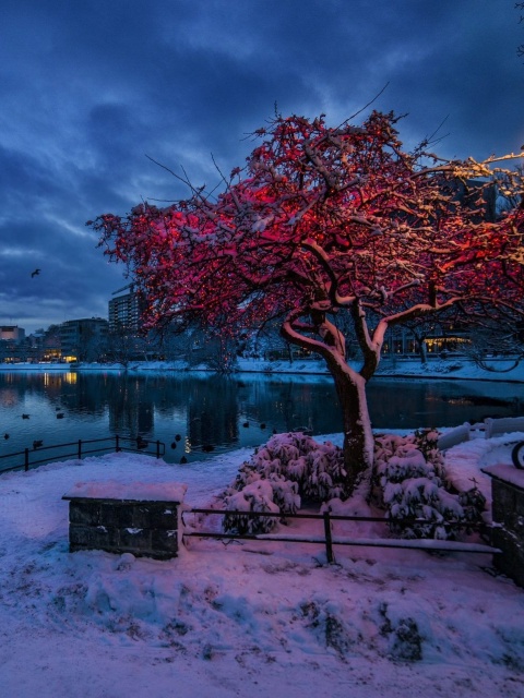 Das Norwegian city in January Wallpaper 480x640