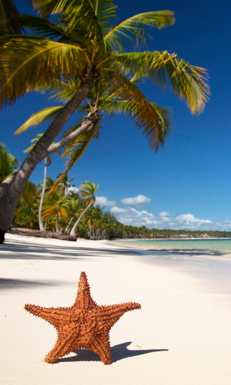 Tropics And Palms wallpaper 768x1280