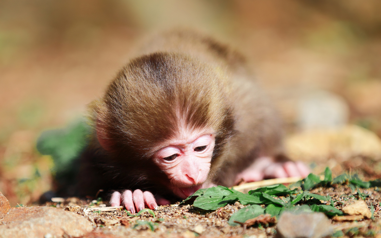 Fondo de pantalla Cute Little Monkey 1280x800