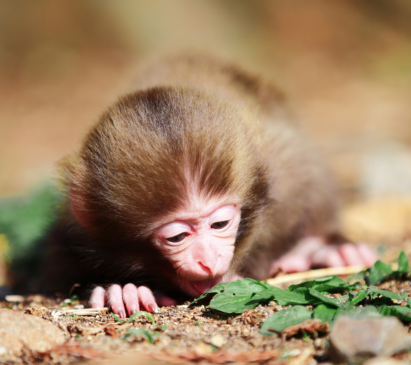 Sfondi Cute Little Monkey 1440x1280