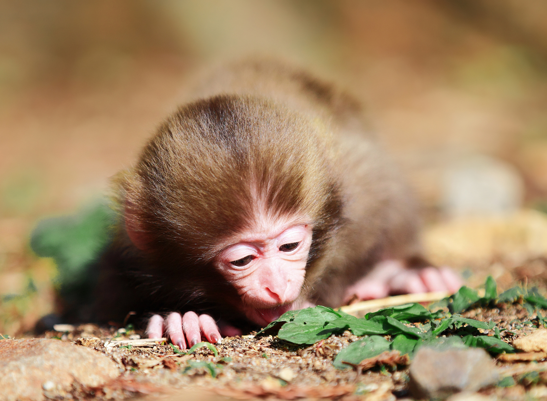 Sfondi Cute Little Monkey 1920x1408