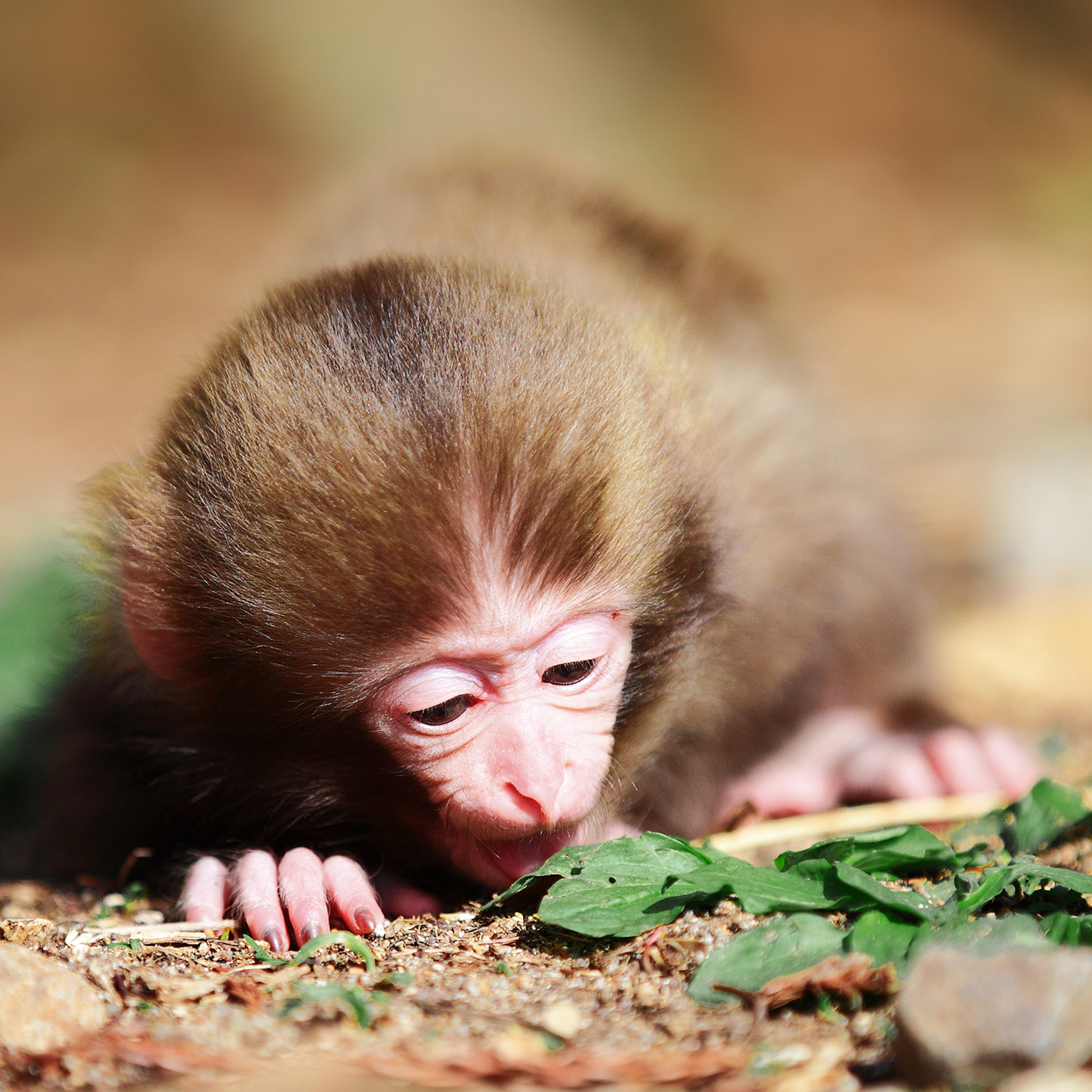 Sfondi Cute Little Monkey 2048x2048